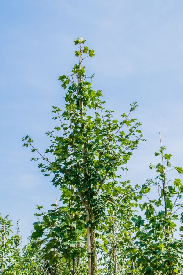 Acer campestre