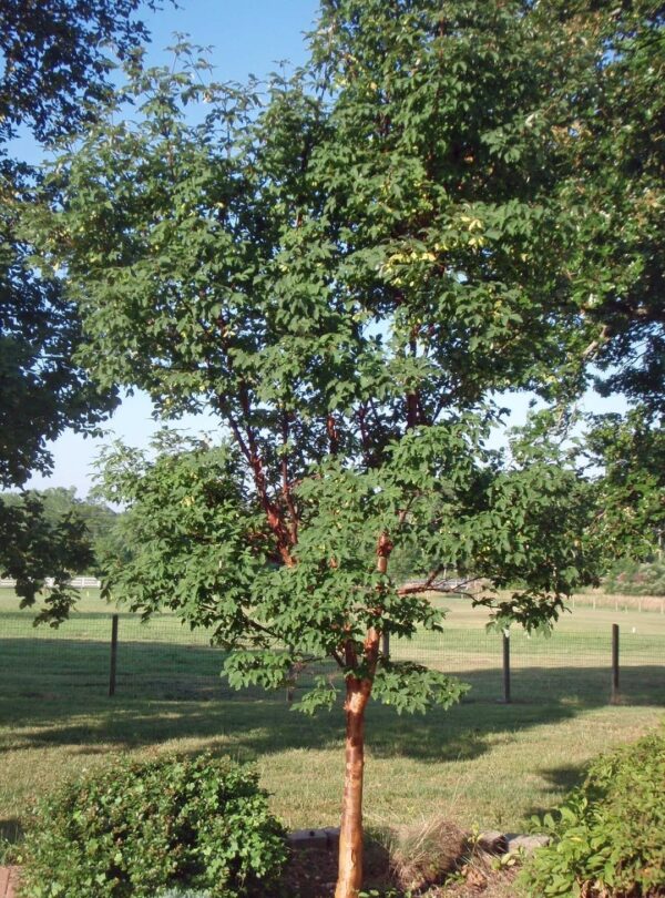 Acer griseum