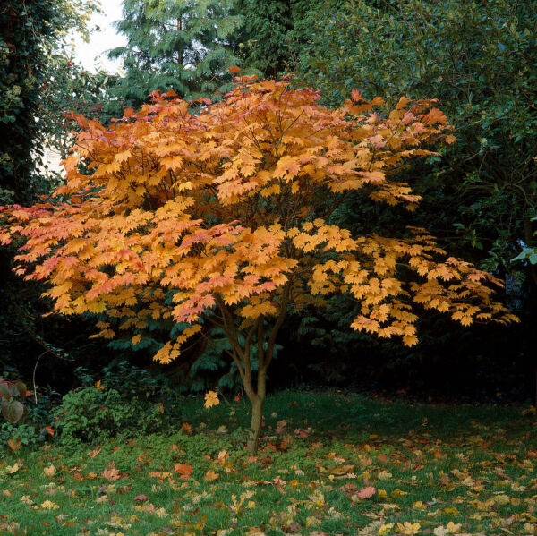 Acer japonicum "Vitifolium"