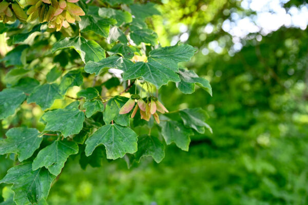 Acer opalus