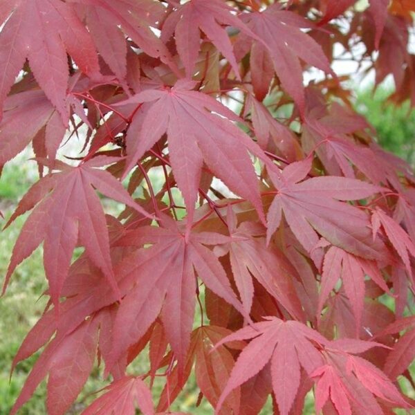 Acer palmatum "Atropurpureum"