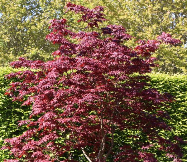 Acer palmatum "Bloodgood"