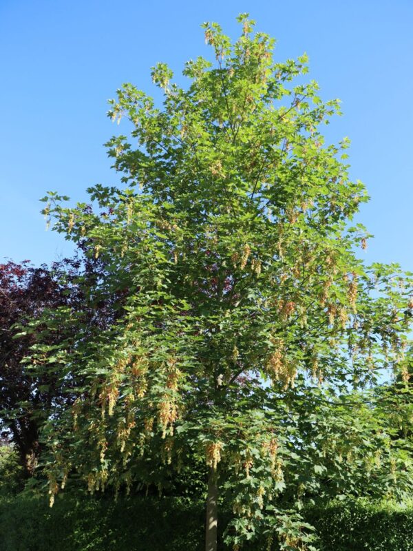 Acer pseudoplatanus