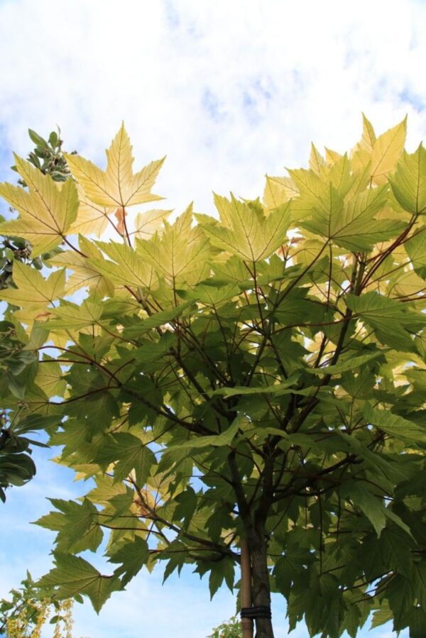 Acer pseudoplatanus "Brillantissimum"