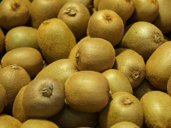 Actinidia deliciosa "Hayward" (W)