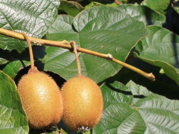 Actinidia deliciosa "Jenny" (W)