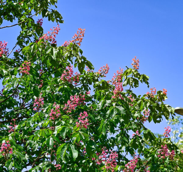Aesculus carnea "Briotii"