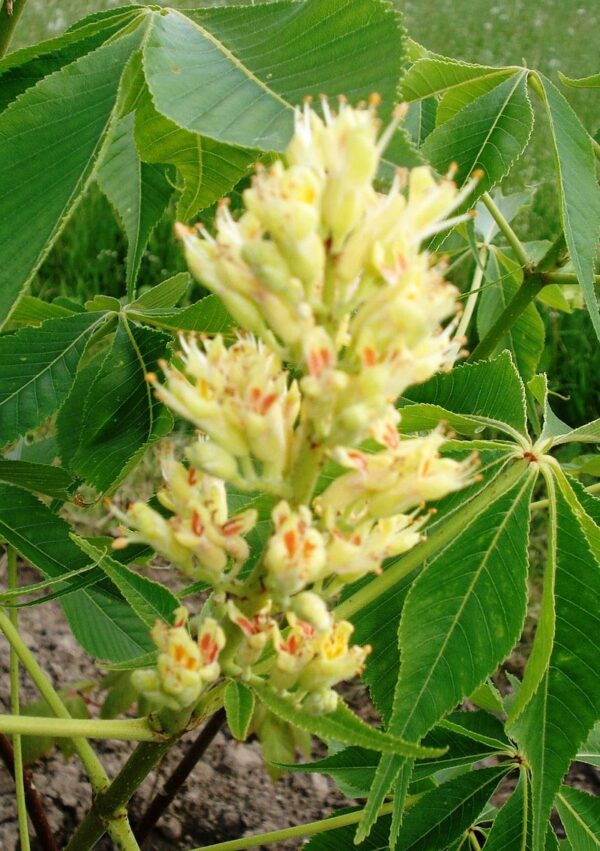 Aesculus flava