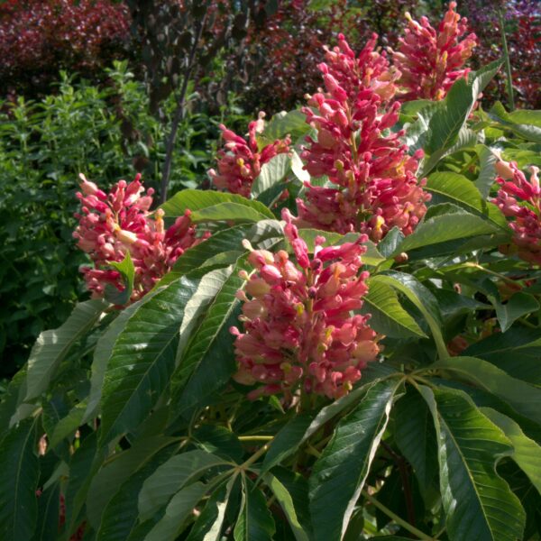 Aesculus pavia "Humilis"
