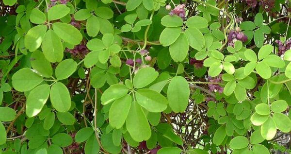 Akebia quinata