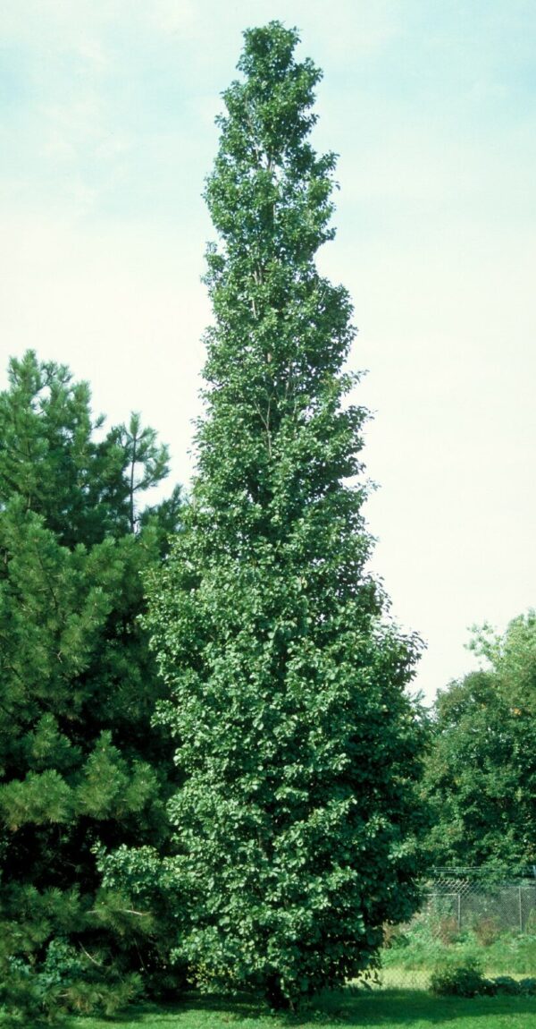 Alnus glutinosa 'Pyramidalis'