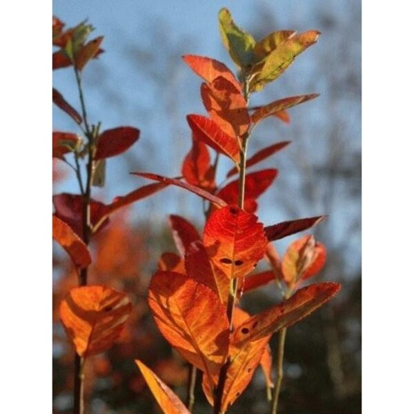 Amelanchier canadensis "Rainbow Pillar"