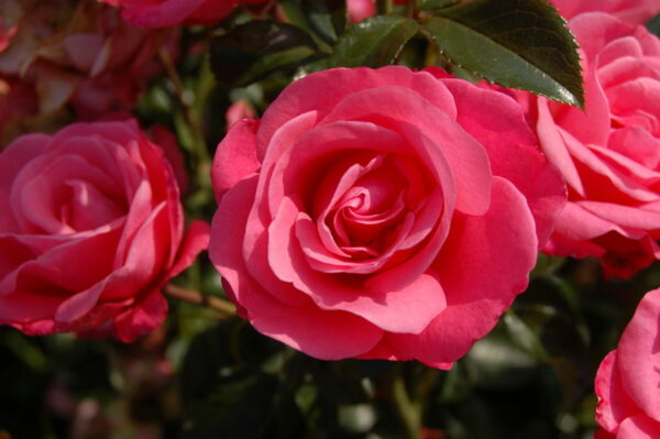 Rose "Bella Rosa"