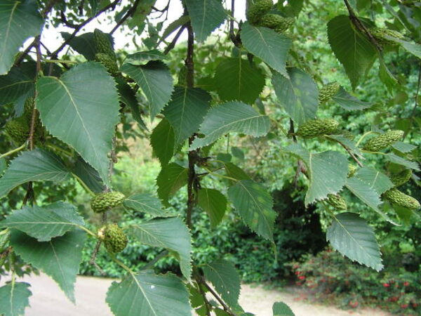 Betula papyrifera