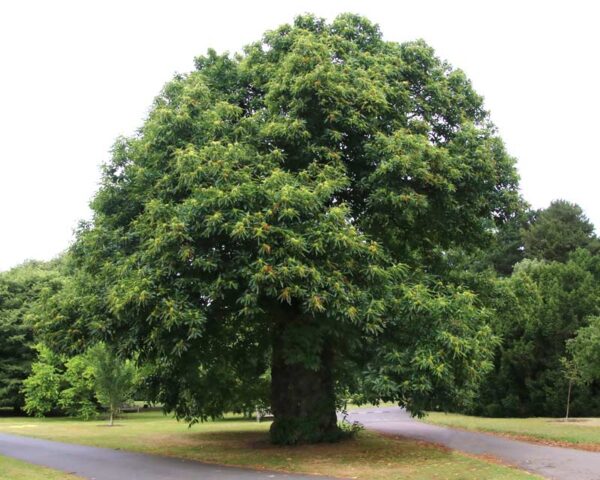 Castanea sativa
