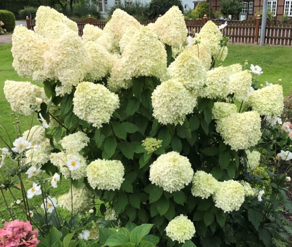 Hydrangea paniculata 'Limelight'