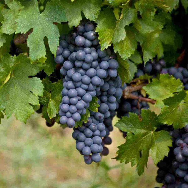 Vitis vinifera "Uhudler Isabella"