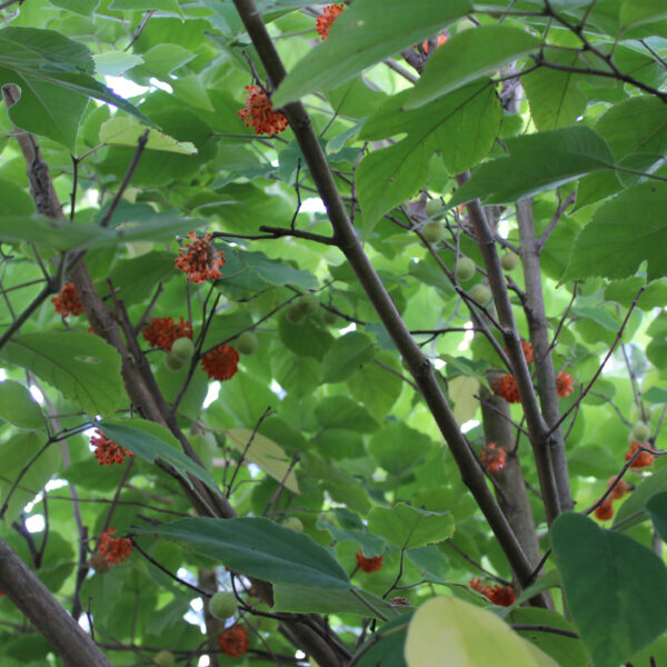 Broussonetia papyrifera