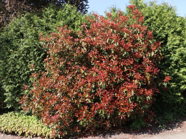 Photinia fraseri 'Red Robin'