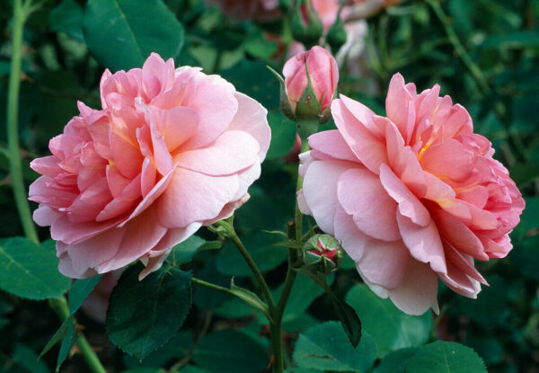 Rose "Hero"