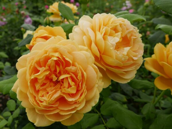 Rose "Golden Celebration"