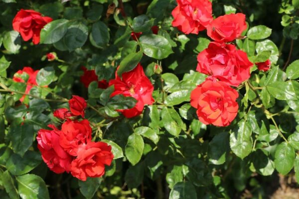 Rose 'La Sevillana'