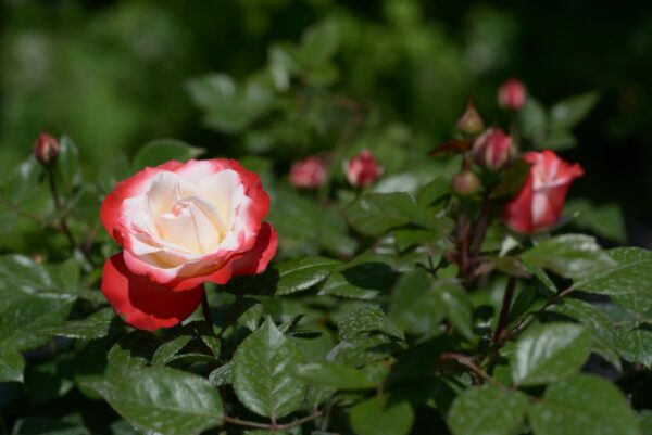 Rose 'Nostalgie'