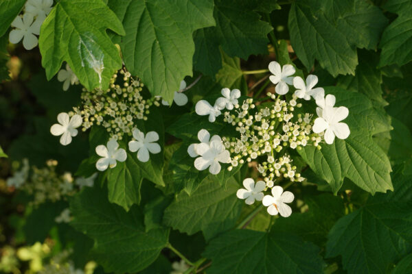 Viburnum opulus
