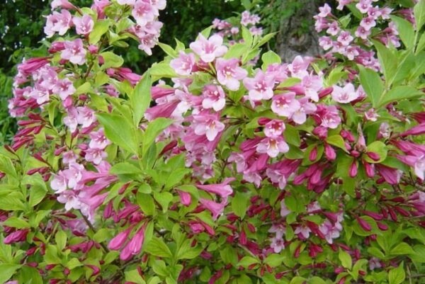 Weigela 'Styriaca'
