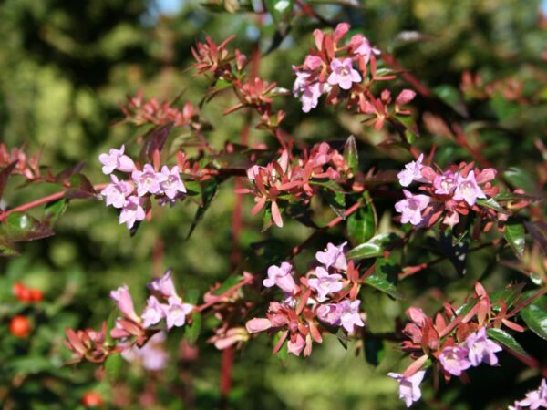 Abelia grandiflora "Edward Goucher"