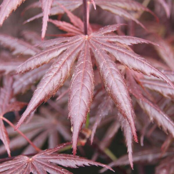 Acer palmatum "Trompenburg"