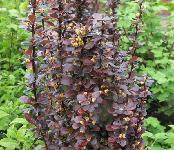 Berberis thunbergii "Helmond Pillar"