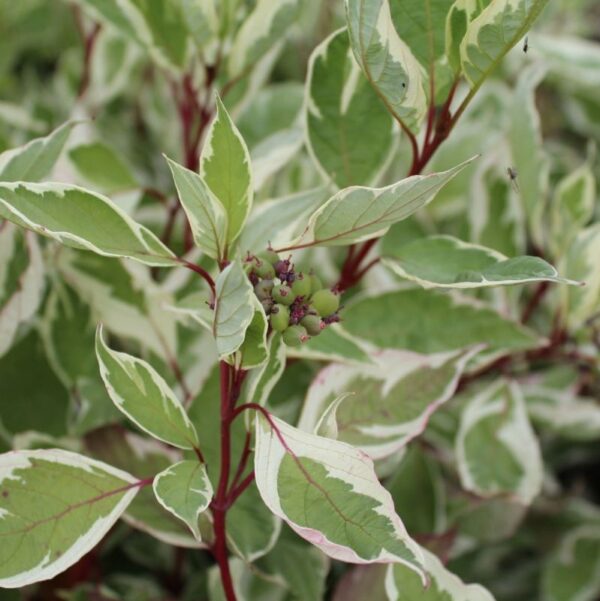 Cornus alba 'Elegantissima'