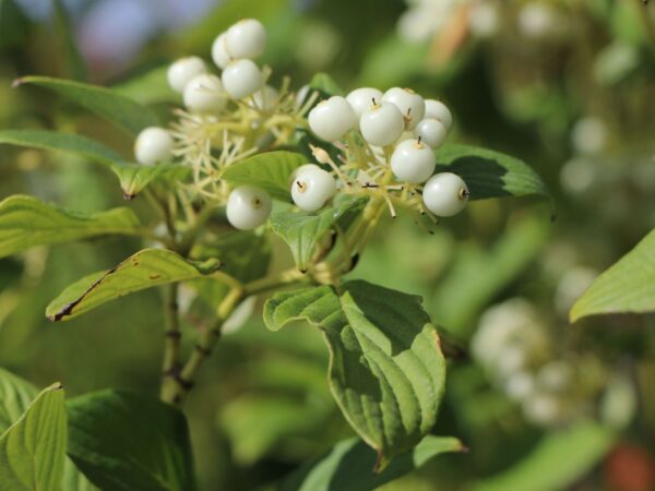 Cornus sericea 'Flaviramea'