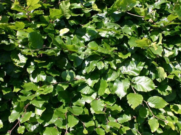 Fagus sylvatica