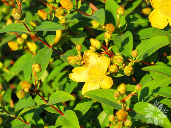 Hypericum 'Hidcote'