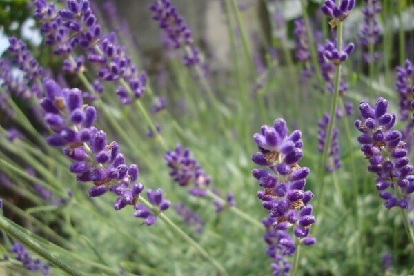 Lavandula angustifolia 'Hidcote'