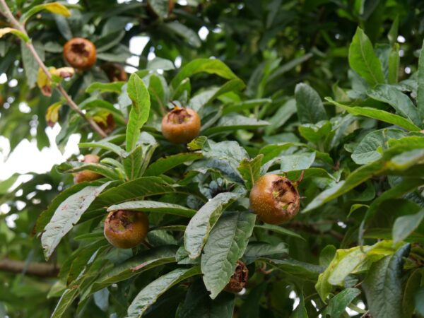 Mespilus germanica