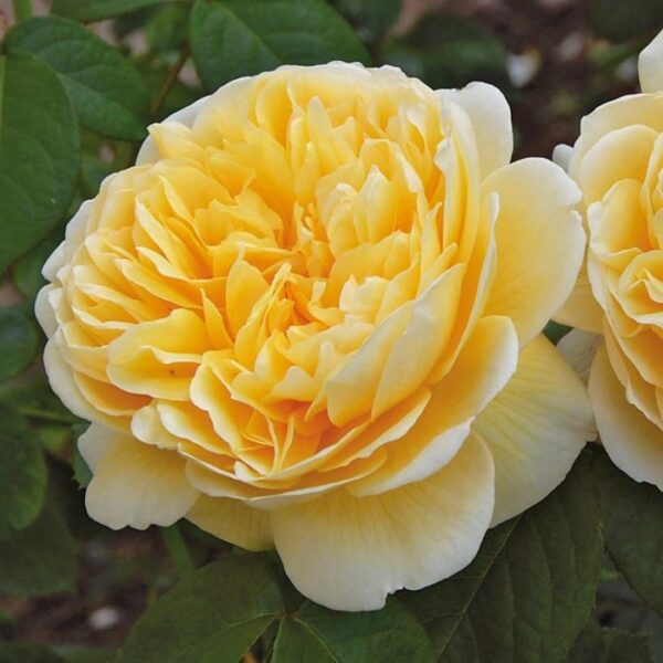 Rose "Charlotte"