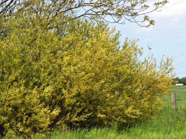 Salix fragilis