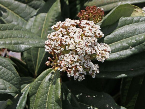 Viburnum davidii