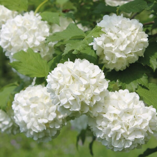 Viburnum opulus 'Roseum'