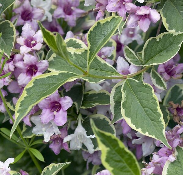 Weigela 'Nana Variegata'