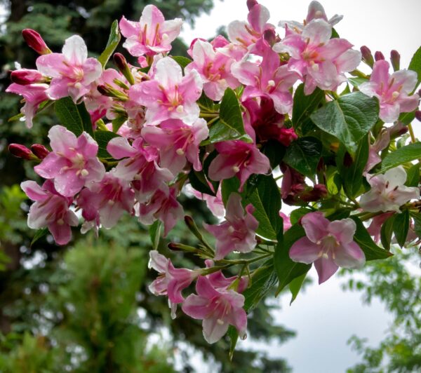 Weigela 'Rosea'