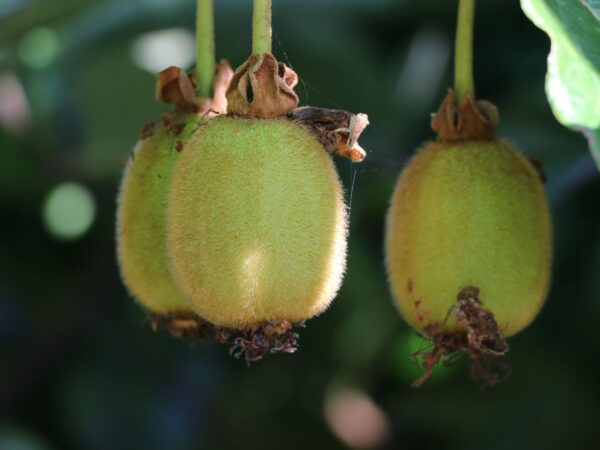 Kiwi, Actinidia chinensis "Solo"