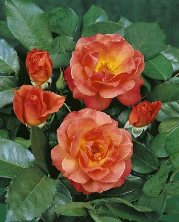 Rose "Fellowship"