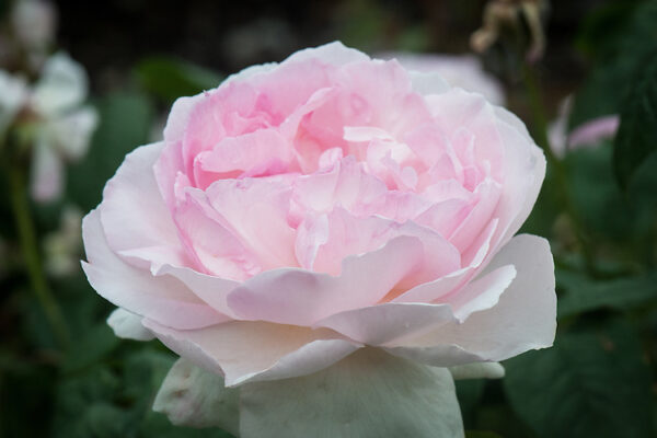 Rose "Sharifa Asma"