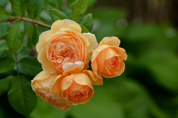 Rose 'Crown Princess Margareta'
