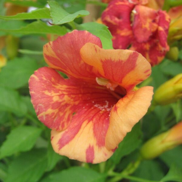 Campsis radicans "Orangeade"