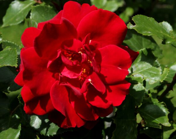Rose 'Knock Out'